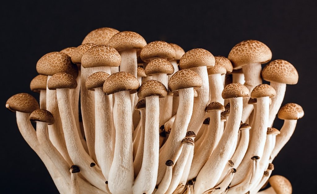 Research: Mushrooms as an anti-aging agent