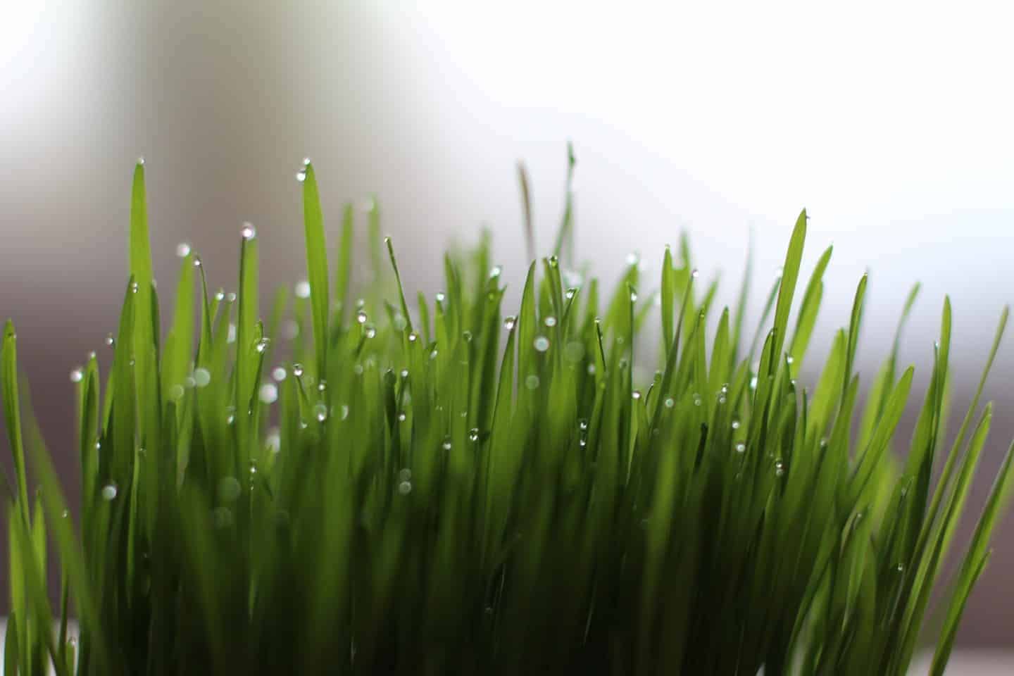 Wheatgrass