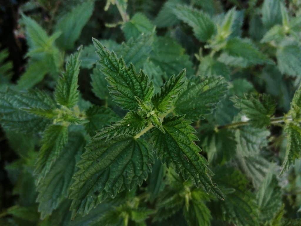 Is nettle tea healthy?